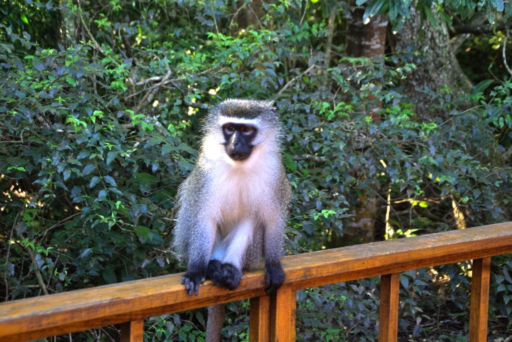 Le parc à singes fait parti des meilleures activités à faire avec des enfants à Plettenberg Bay en Afrique du Sud