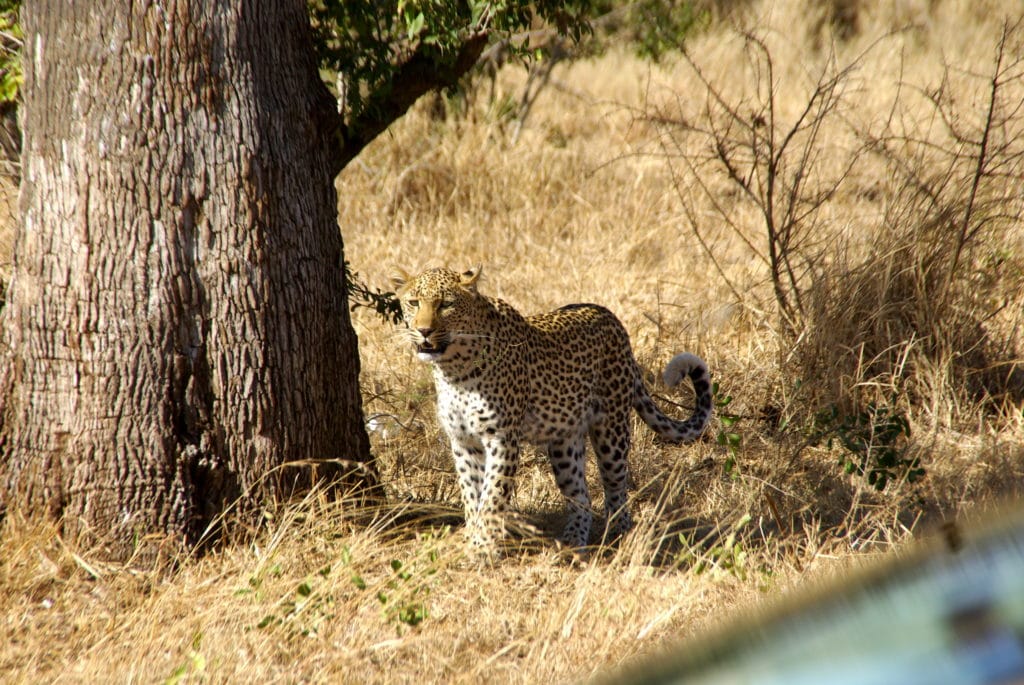 Combien de jours faut-il pour visiter l’Afrique du Sud ? Le meilleur itinéraire pour visiter l’Afrique du Sud en 17 jours : les réserves privées du Kruger