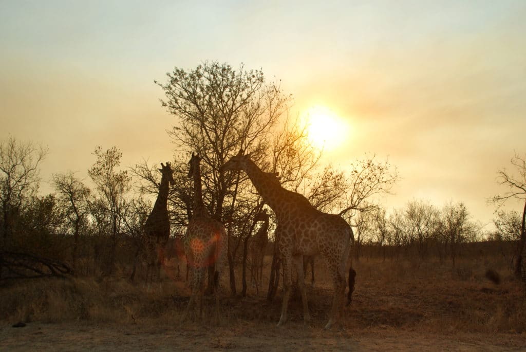 Le meilleur itinéraire pour visiter l’Afrique du Sud en 2 semaines : girafes dans le parc national kruger