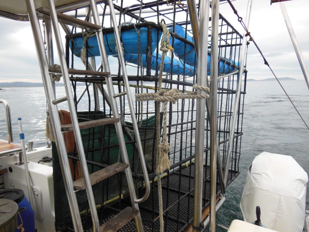 La plongée en cage avec les requins blancs d'Hermanus en Afrique du Sud