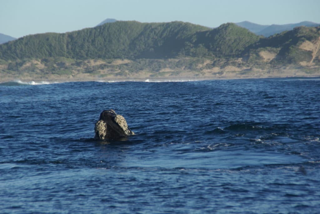 Croisière avec des baleines et cage avec des requins blancs à Hermanus en Afrique du Sud