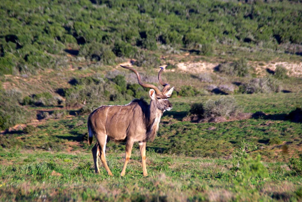 Safari dans la réserve d’Addo Elephant Park en Afrique du Sud sur la journée en autotour