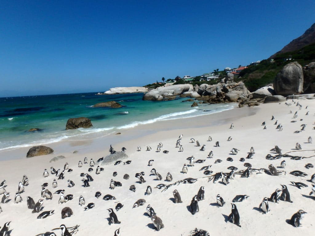 Visite de la colonie de pingouins de Simon’s Town sur la route du Cap de Bonne Espérance à la pointe de l’Afrique du Sud