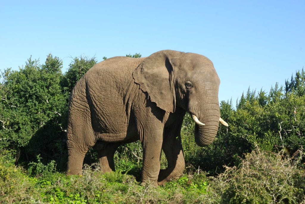 Un éléphant dans une des meilleures réserves privées du parc Kruger en Afrique du Sud