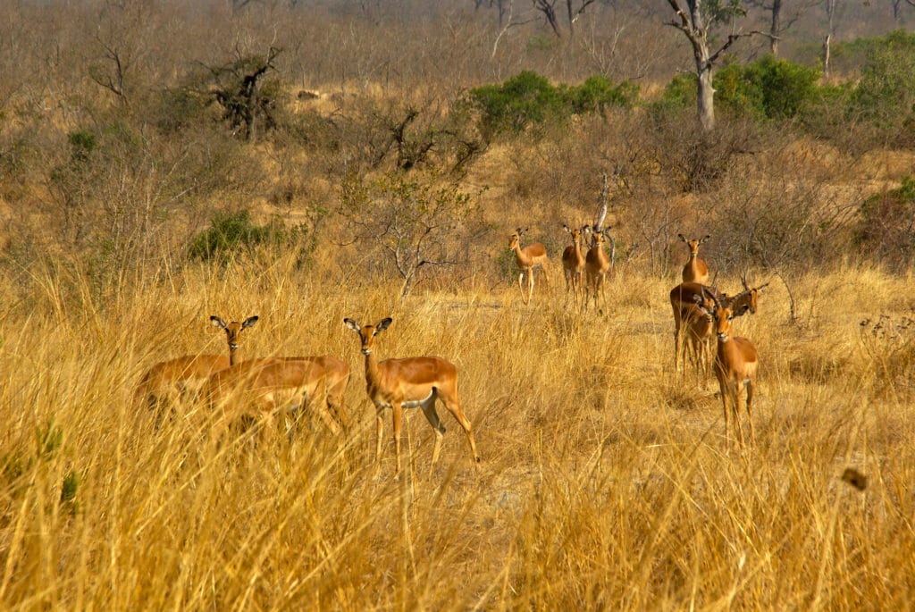 Des gazelles le long de notre meilleur itinéraire pour visiter le Kruger National Park en Afrique du Sud