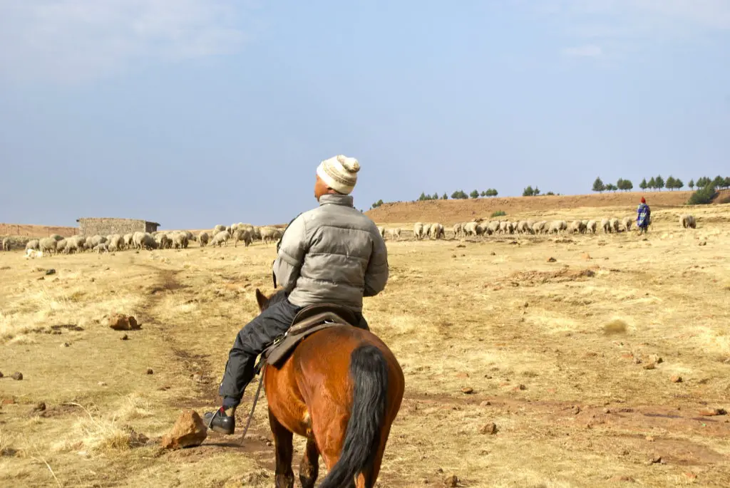 Les habitants de Semonkong au Lesotho sont à cheval pour garder les moutons