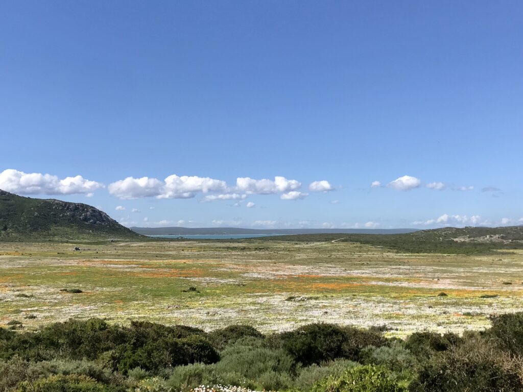 Découvrez la section du Postberg dans le meilleur itinéraire pour profiter de la saison des fleurs en Afrique du Sud. Ce circuit vous amène dans les plus beaux parcs. 