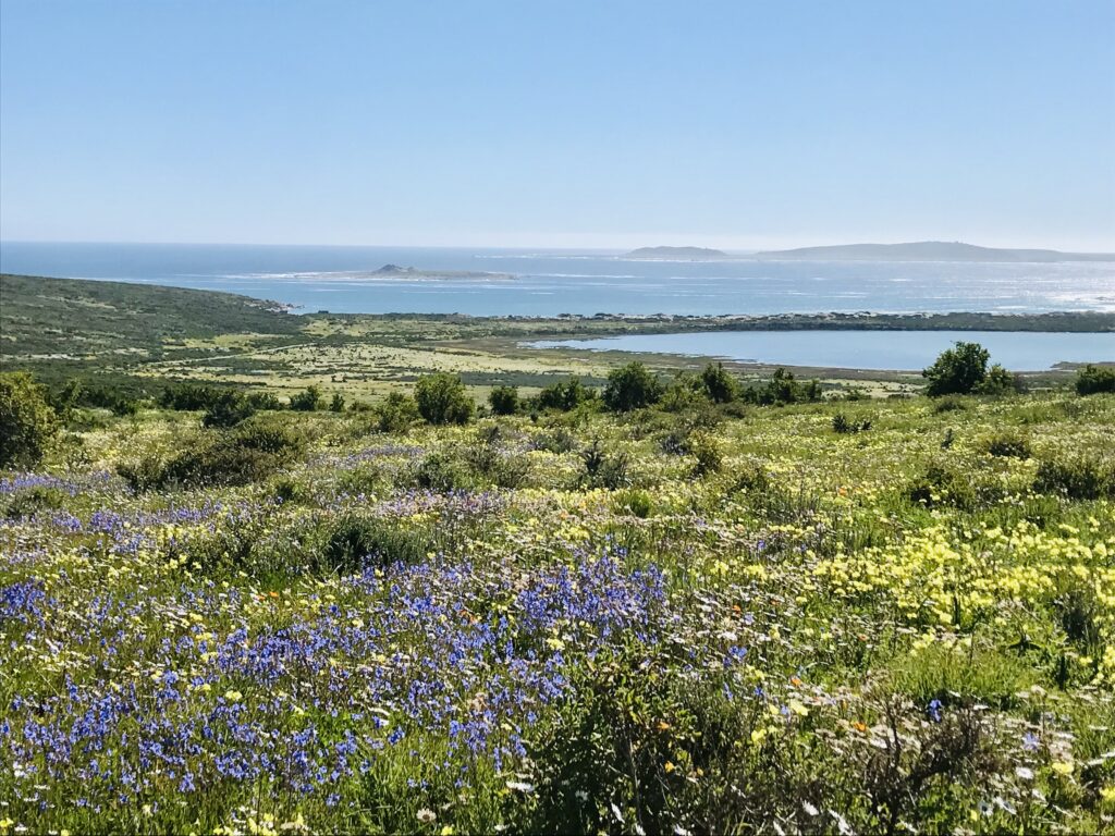 Découvrez tous les points de vues dans le meilleur itinéraire pour profiter de la saison des fleurs en Afrique du Sud. Ce circuit vous amène dans les plus beaux parcs. 