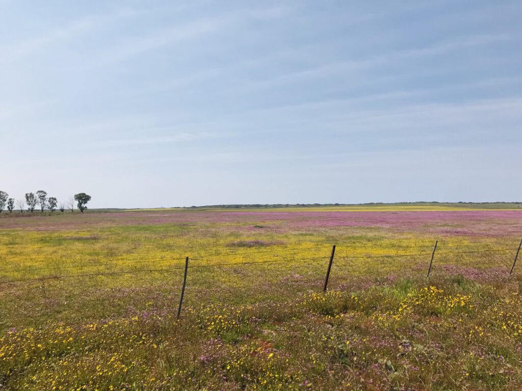 Découvrez des champs fleuris dans le meilleur itinéraire pour profiter de la saison des fleurs en Afrique du Sud. Ce circuit vous amène dans les plus beaux parcs. 