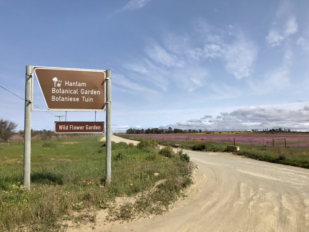 Découvrez le Hantam National Botanical Garden dans le meilleur itinéraire pour profiter de la saison des fleurs en Afrique du Sud. Ce circuit vous amène dans les plus beaux parcs. 