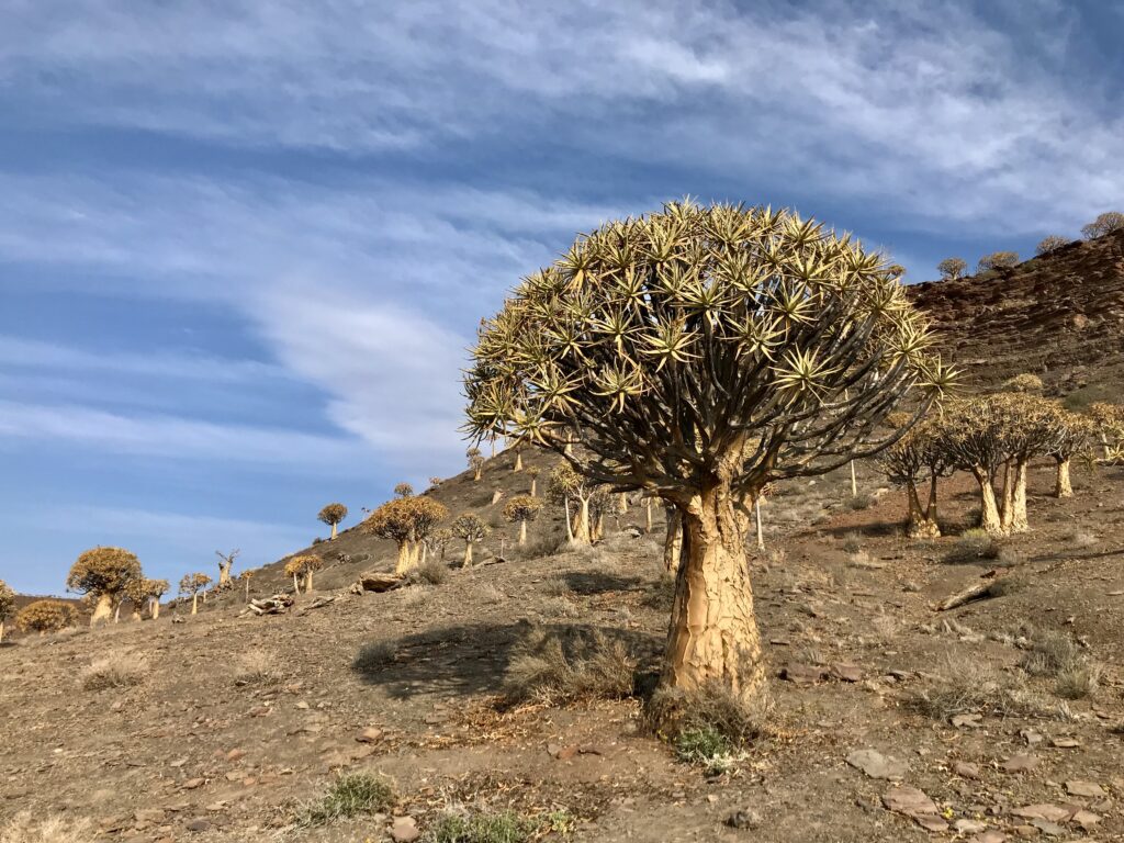 Découvrez la forêt d’arbre carquois (Quiver Tree Forest) près de Nieuwoudtville dans le meilleur itinéraire pour profiter de la saison des fleurs en Afrique du Sud. Ce circuit vous amène dans les plus beaux parcs. 