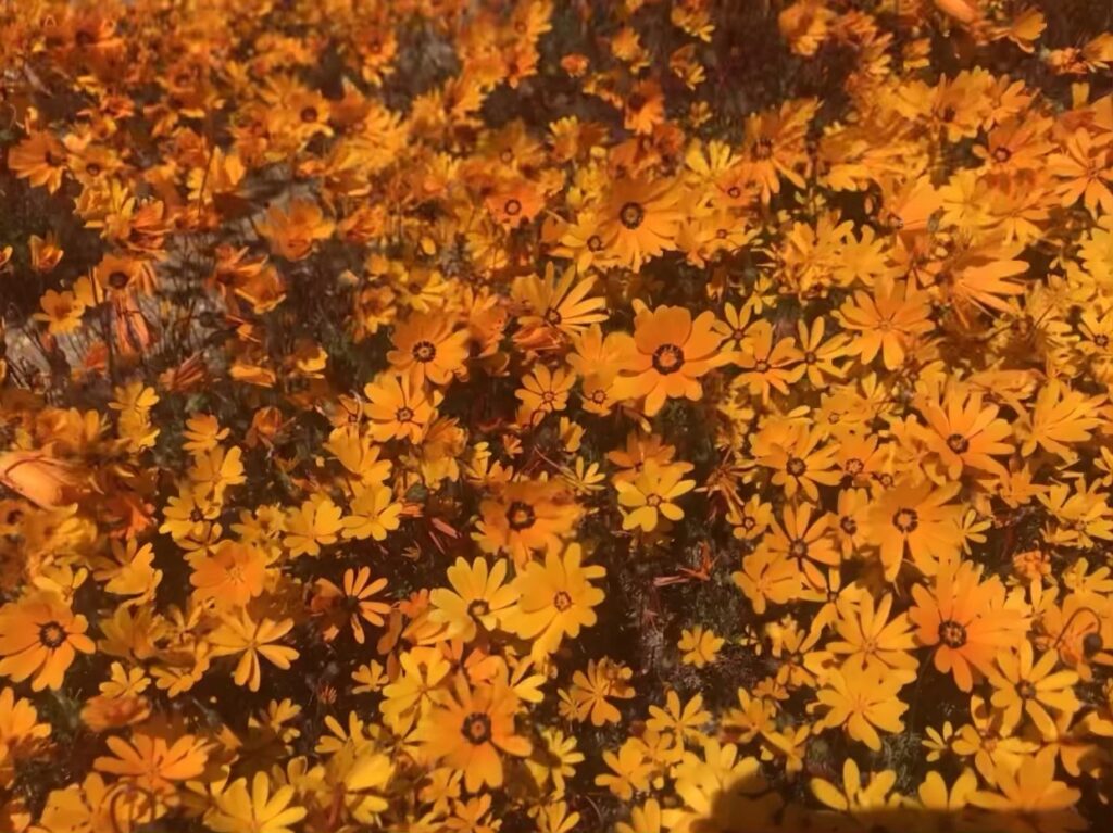 Découvrez pleins de fleurs sauvages dans le meilleur itinéraire pour profiter de la saison des fleurs en Afrique du Sud. Ce circuit vous amène dans les plus beaux parcs. 