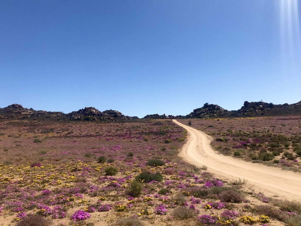 Découvrez le parc de Goegap dans le meilleur itinéraire pour profiter de la saison des fleurs en Afrique du Sud. Ce circuit vous amène dans les plus beaux parcs. 