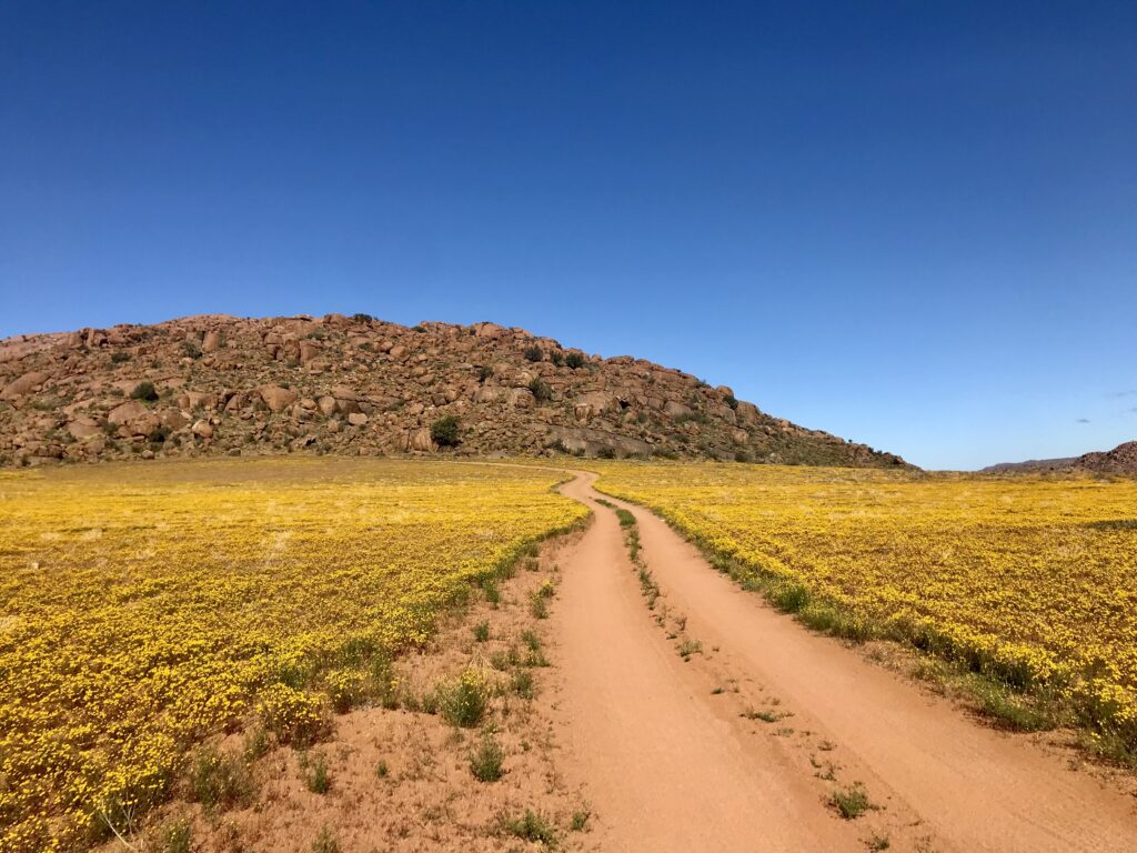 Découvrez le parc de Goegap dans le meilleur itinéraire pour profiter de la saison des fleurs en Afrique du Sud. Ce circuit vous amène dans les plus beaux parcs. 