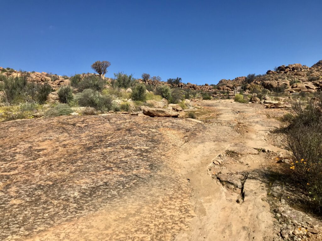 Découvrez les pistes pour 4x4 dans le meilleur itinéraire pour profiter de la saison des fleurs en Afrique du Sud. Ce circuit vous amène dans les plus beaux parcs. 