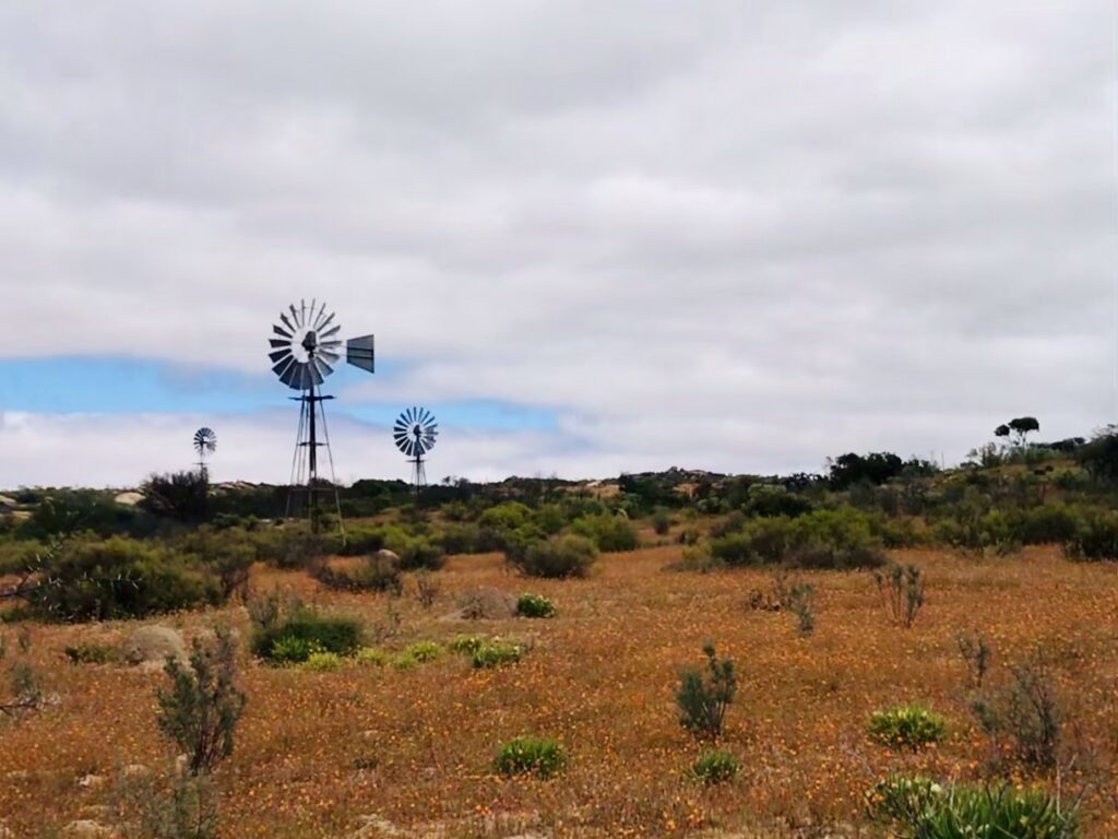 Découvrez le parc de Namaqualand dans le meilleur itinéraire pour profiter de la saison des fleurs en Afrique du Sud. Ce circuit vous amène dans les plus beaux parcs. 