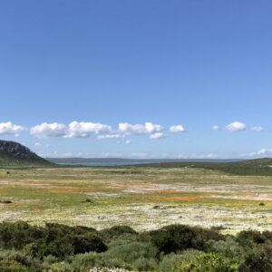 Découvrez le meilleur itinéraire pour profiter de la saison des fleurs en Afrique du Sud. Ce circuit vous amène dans les plus beaux parcs.